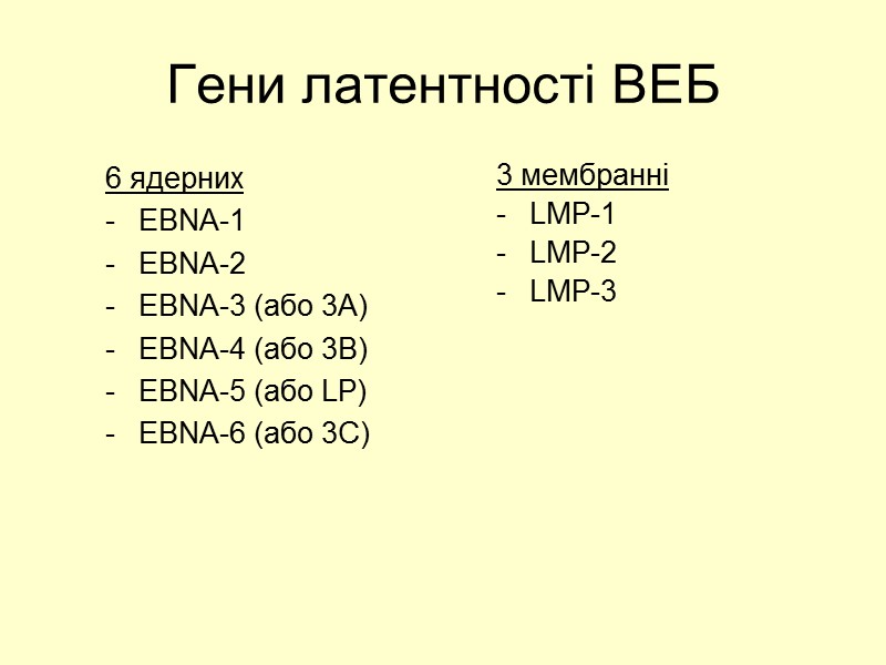 Гени латентності ВЕБ 6 ядерних EBNA-1 EBNA-2 EBNA-3 (або 3А) EBNA-4 (або 3В) EBNA-5